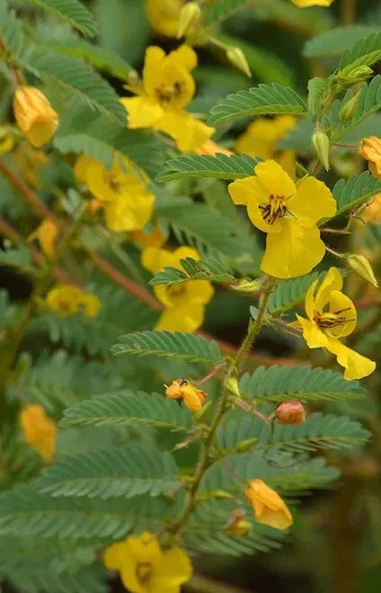 Partridge Pea Seeds 100+ Non-GMO Wildflower Seeds Chamaecrista fasciculata for Native Gardens