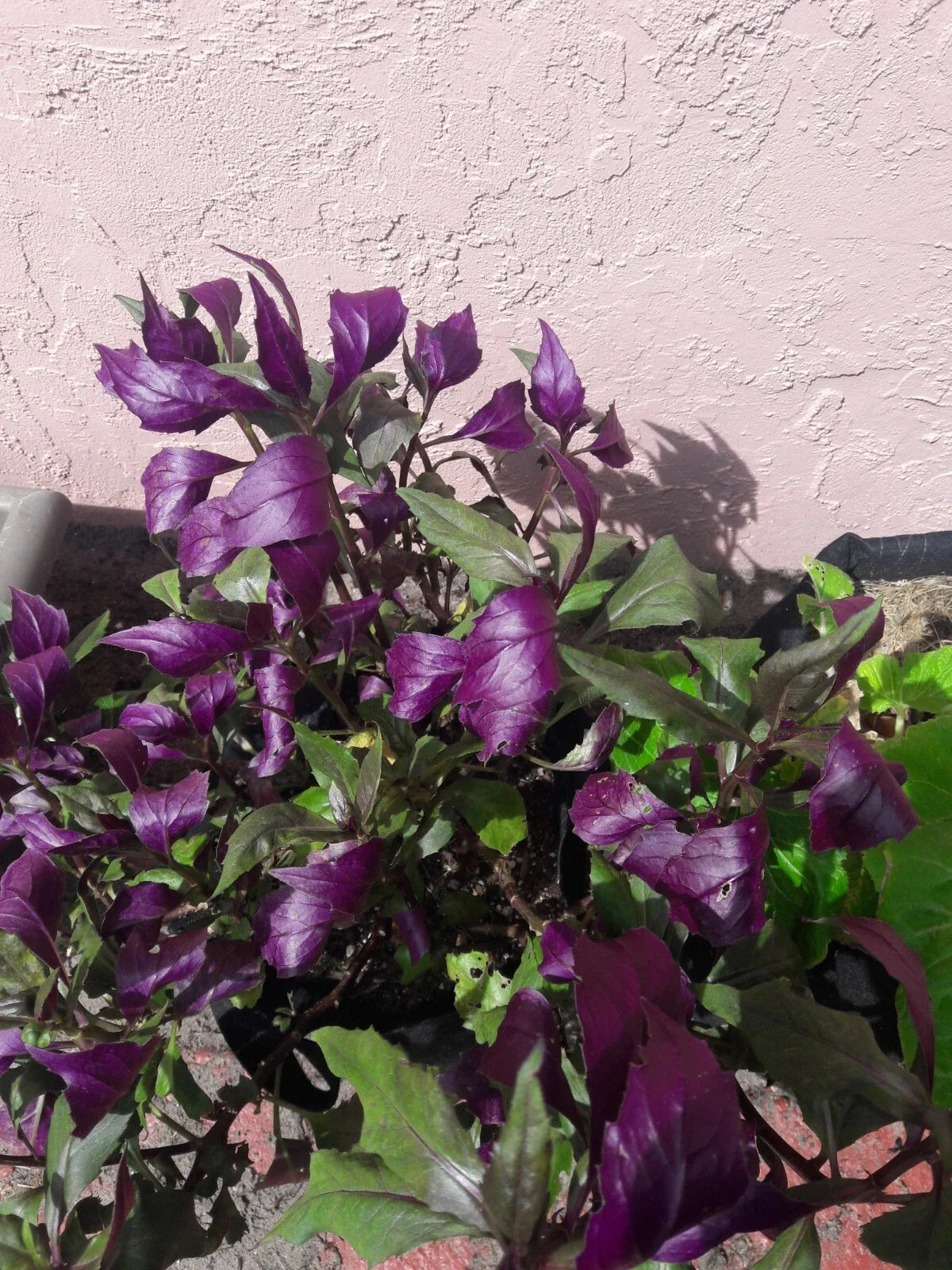 Okinawa Spinach Cuttings 5 Inch Green & Deep Purple Gynura crepioides Indoor Outdoor Plant Clippings