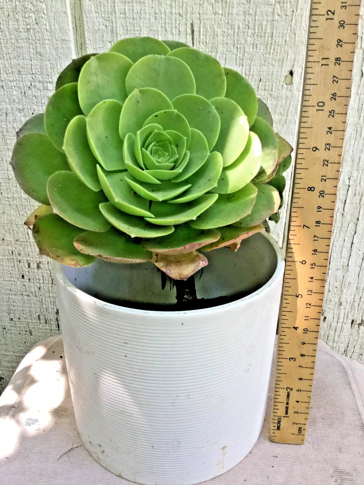 Big Rooted Aeonium Arboreum Succulent Plant - Green Rose, 11" Tall x 5" Wide, Indoor/Outdoor