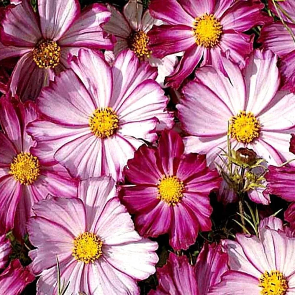 Cosmos Seeds 100 Ct Picotee Flower Seeds for Butterflies - Cosmos bipinnatus USA