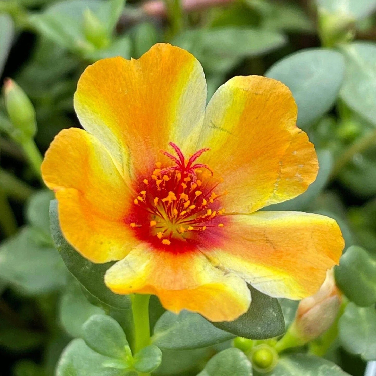 Mango Twist Portulaca Oleracea Seeds – Colorful Purslane Succulent for Gardens & Containers