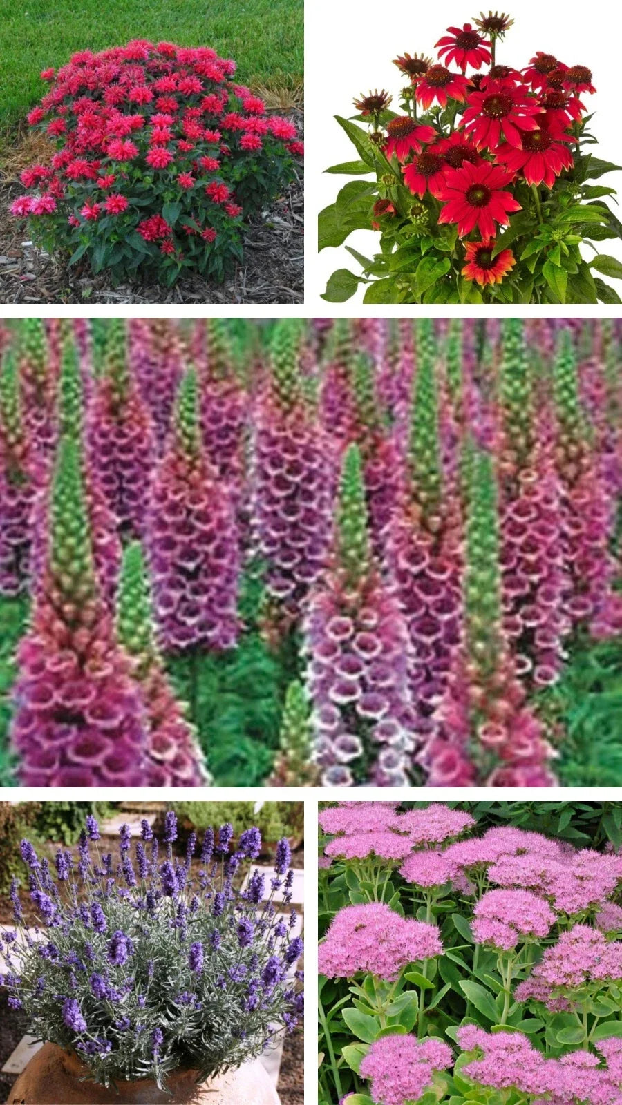 Perennial Starter Plants Collection – Echinacea, Foxglove, Lavender, Sedum, Monarda Live Plants
