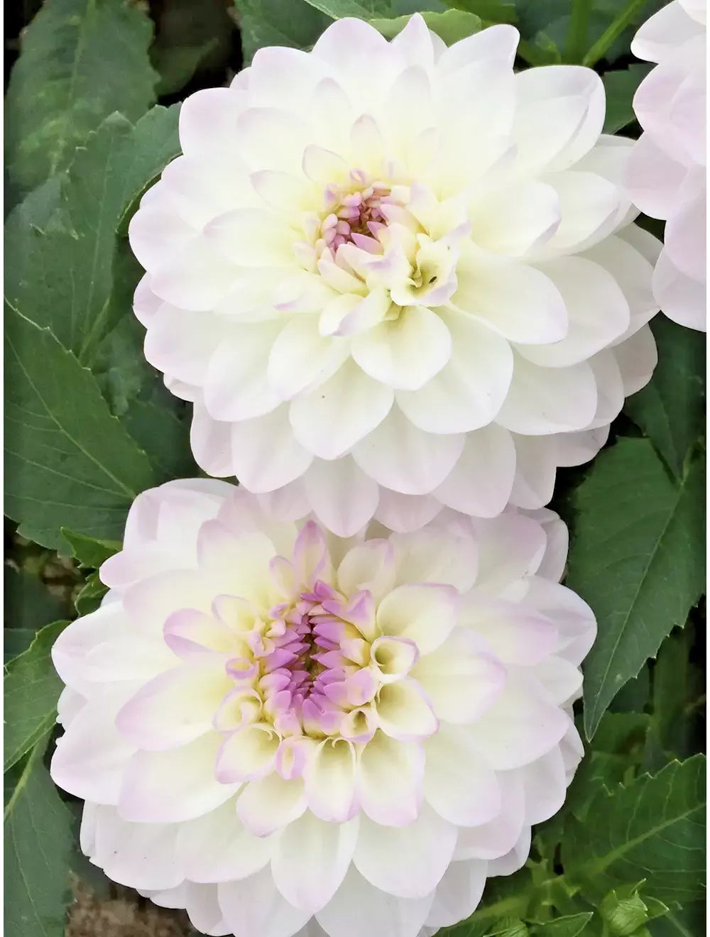 Dahlia Live Plant Bulb Tuber - Eveline White Lilac Tips Decorative Flower for Garden & Cut Arrangements