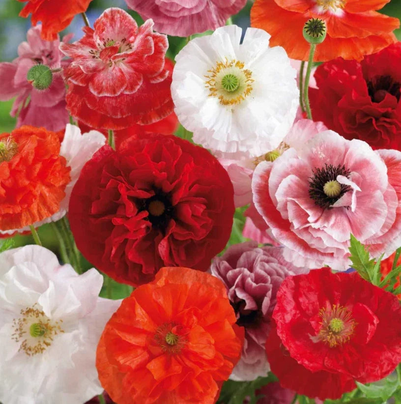 Poppy Seeds Shirley Mixed Double Pink Red White Blooms Non-GMO Pack of 2000 Seeds Papaver rhoeas