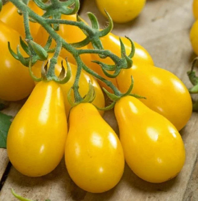 Yellow Pear Cherry Tomato Seeds - Indeterminate Heirloom, Non-GMO, Solanum lycopersicum, 100 Seeds