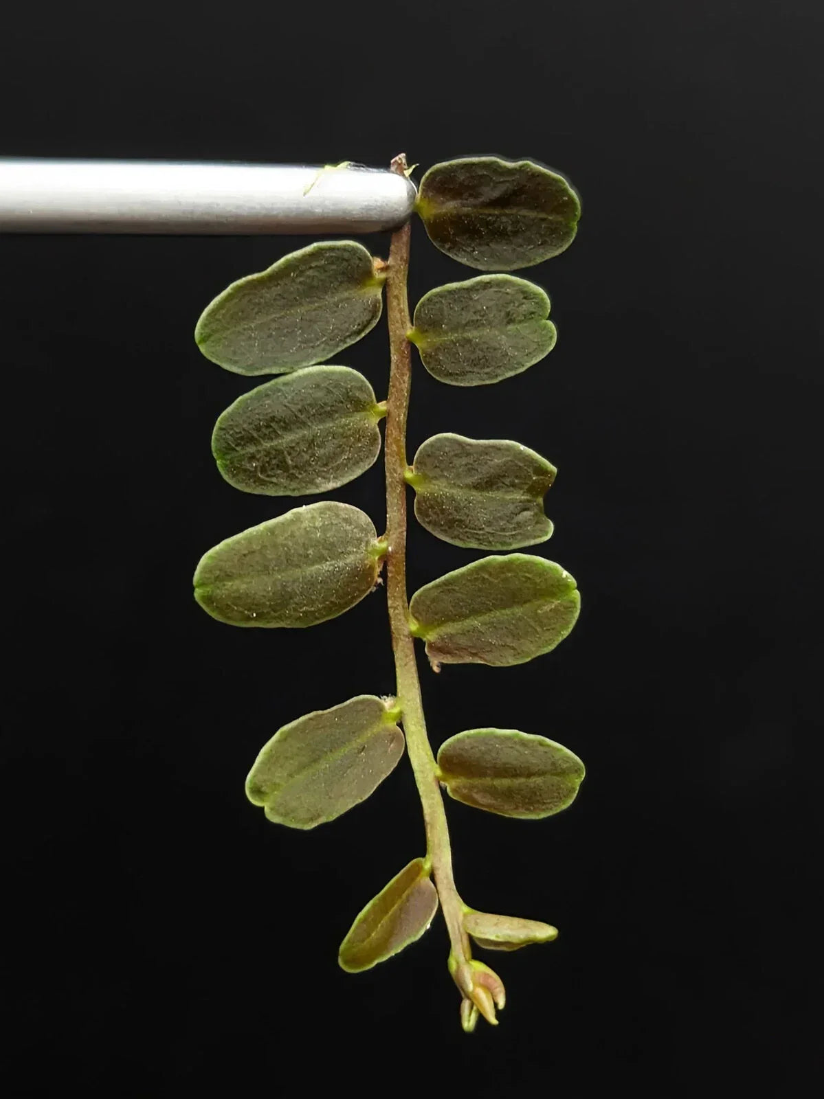 Marcgravia sp Lime Condor Cutting - 10-Leaf Tropical Terrarium Plant from Peru