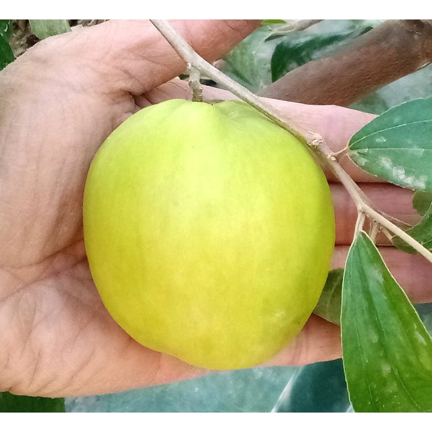 Taiwan Green Jujube Tree Graft Cutting 10" | Juicy Sweet Fruits | Ziziphus jujuba 'Taiwan Honey Date'
