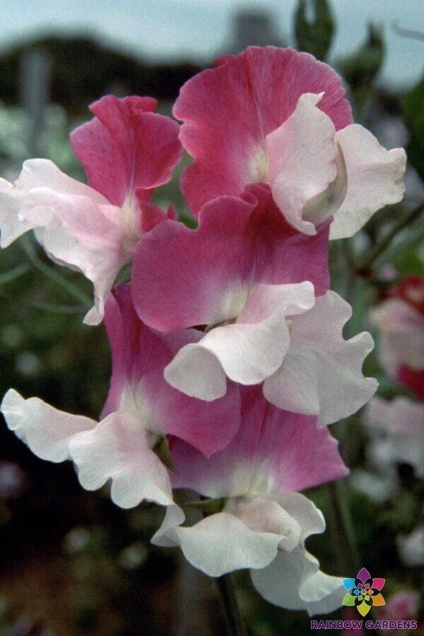 Route 66 Sweet Pea Seeds - 50+ Lathyrus odoratus Seeds - USA Made