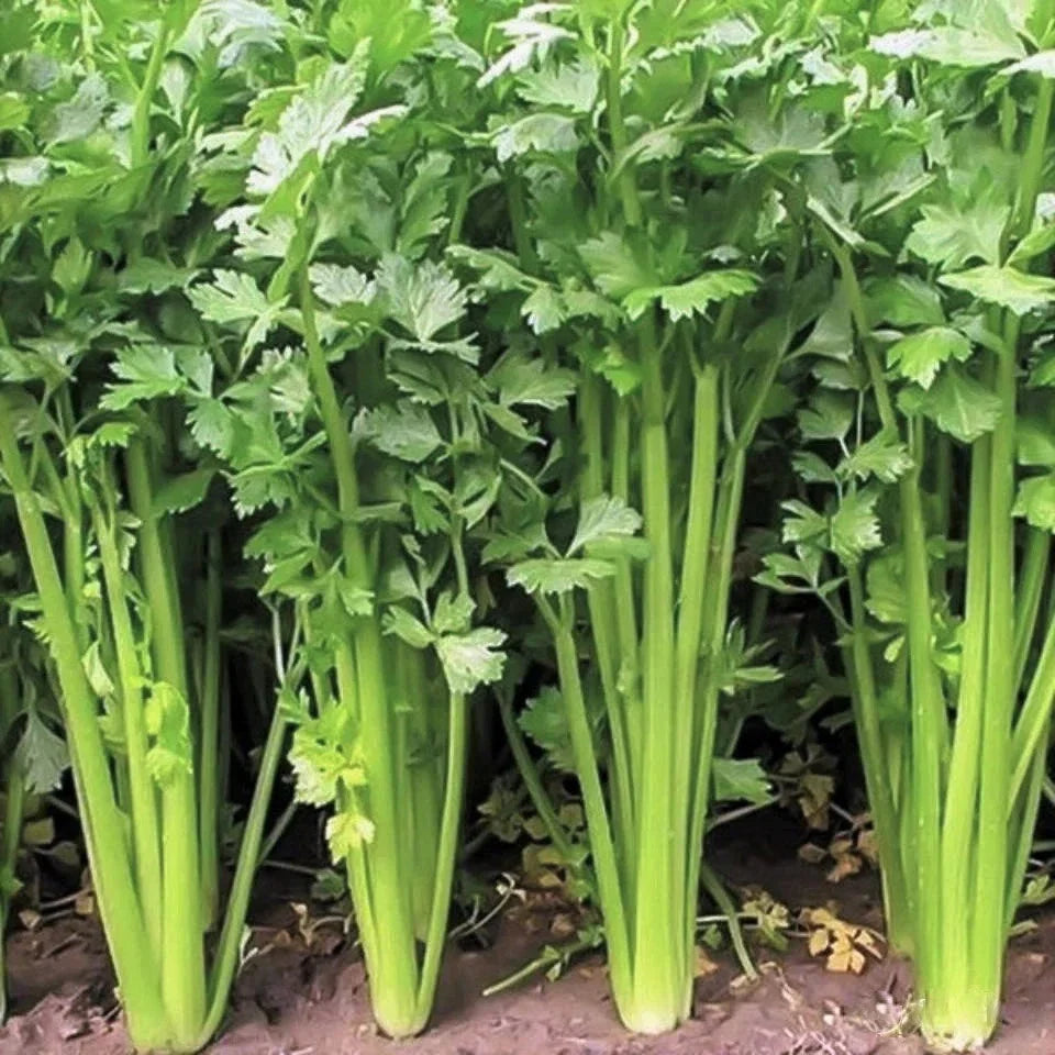 Chinese Celery Seeds - Leaf Celery Variety for Planting, Apium Graveolens Nan Ling, Non-GMO, Full Sun, 2025 Gardening