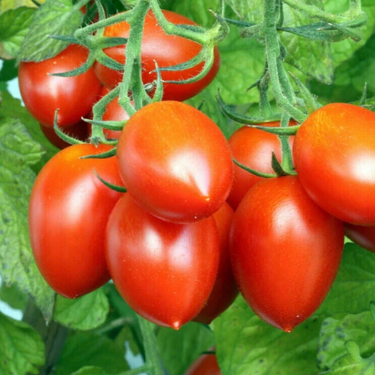 Roma Tomato Seeds | Heirloom Italian Plum Amish Paste San Marzano Variety for Canning & Sauces