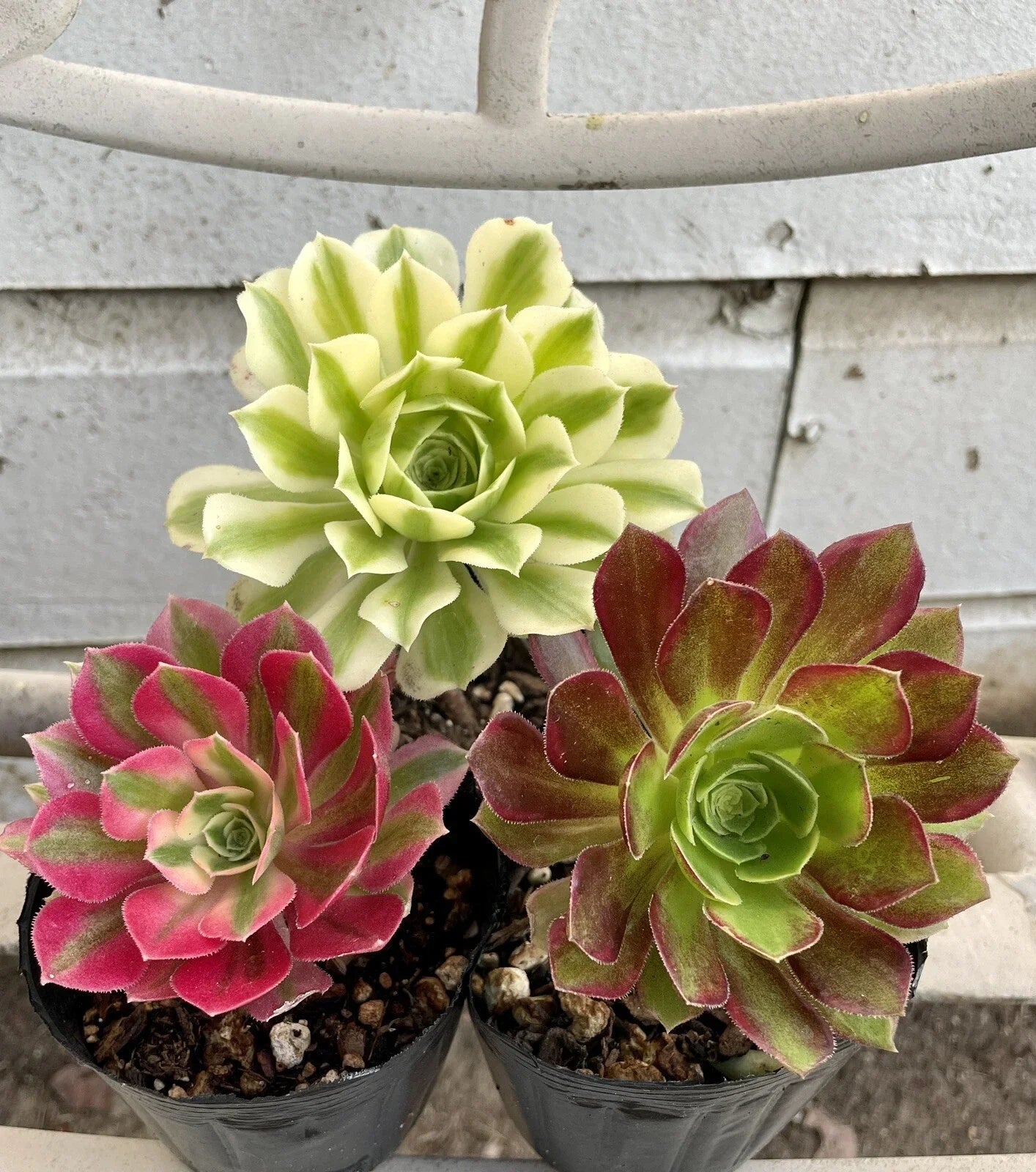 Aeonium Succulent Cutting Combo - Varied Colors, Easy Care Indoor & Outdoor Plants