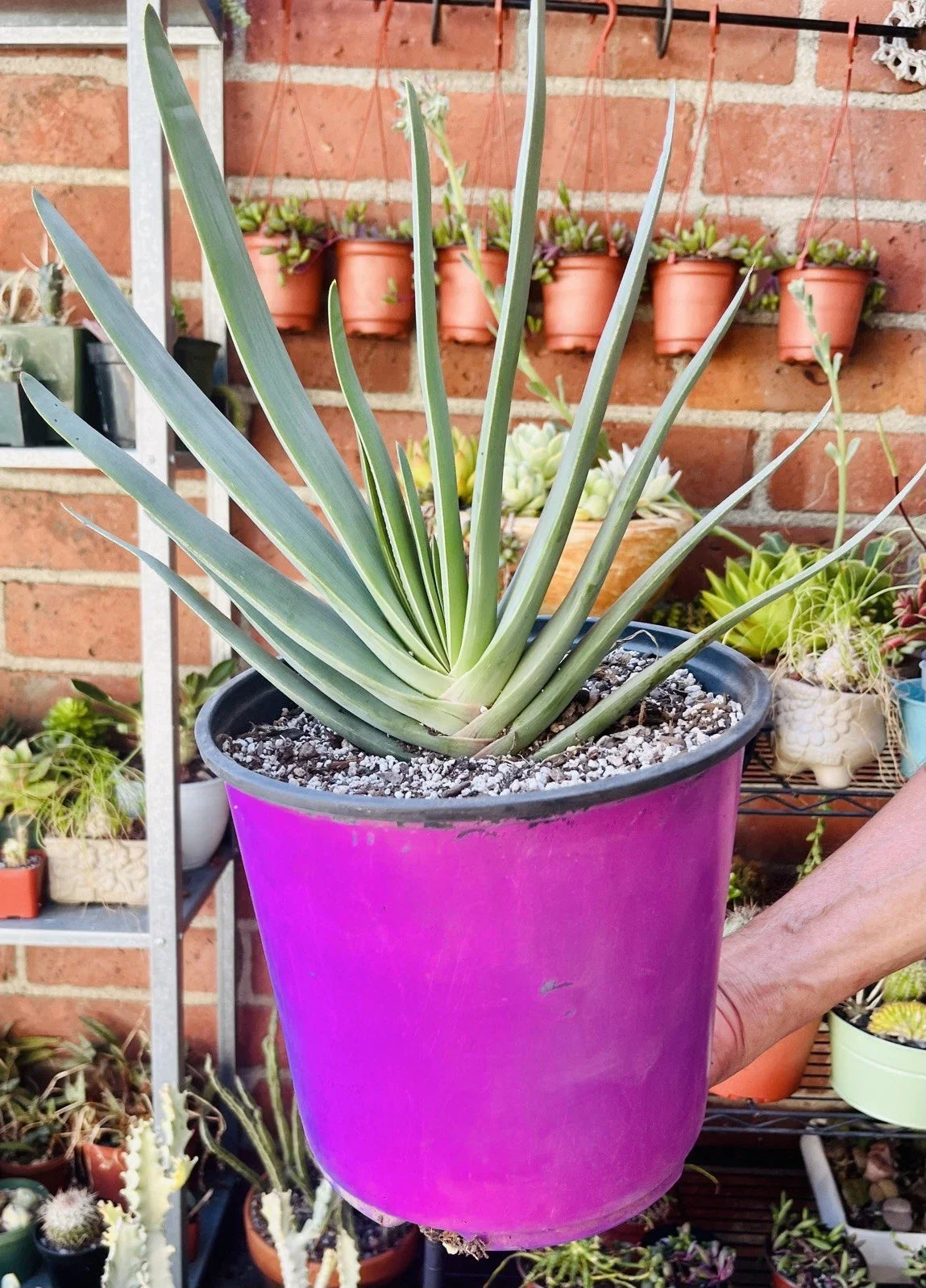 Aloe Plicatilis Fan Aloe Plant - Bare Root Succulent with Unique Fan-Shaped Leaves, Drought-Tolerant, Indoor & Outdoor Gardening