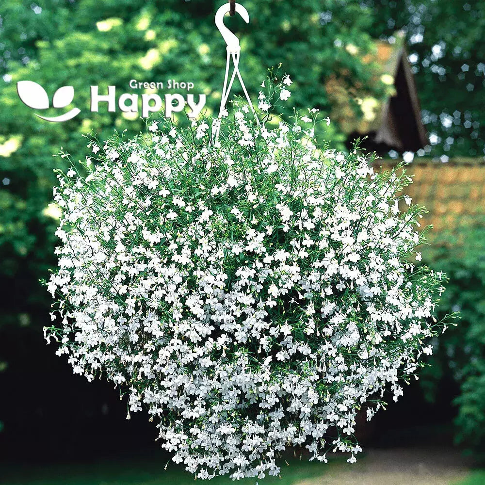 Lobelia White Lady Seeds 100 Pack - Lobelia erinus Annual Flower