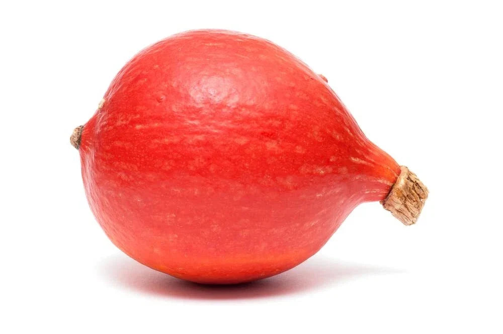 Red Kuri Squash Seeds - Open-Pollinated Japanese Kabocha Pumpkin Seeds for Easy Gardening