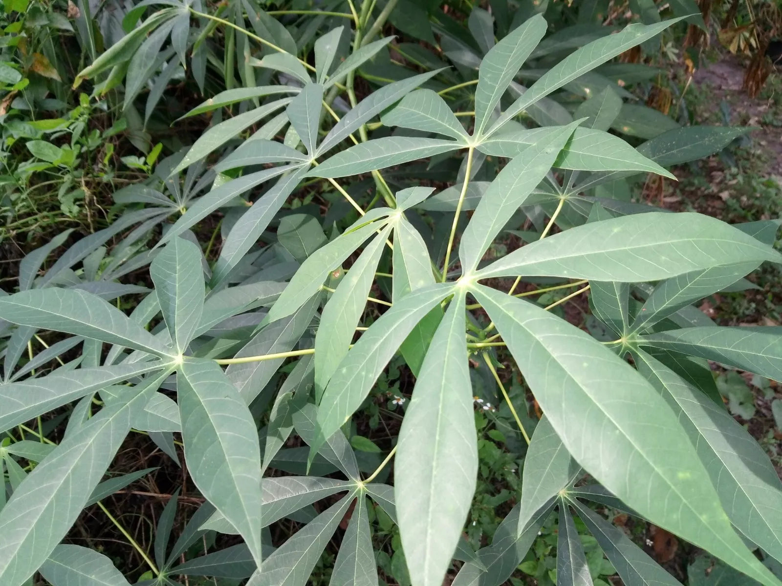 Cassava Cuttings - 5 Unrooted Green Yuca Manihot esculenta for Planting, Starchy Tubers, Easy to Grow