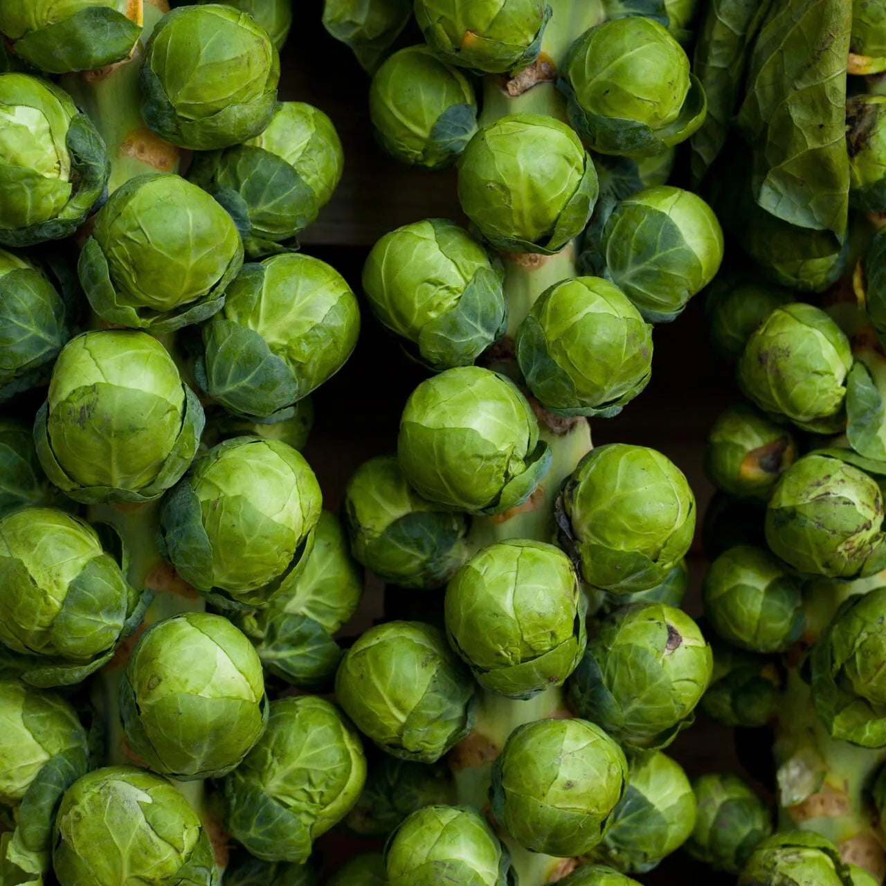 Brussel Sprouts Seeds 1000 Count Catskill Green Brassica oleracea var. gemmifera for Home Gardening