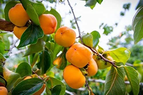 Persimmon Tree Seeds - 10 Pack Diospyros virginiana for Outdoor Planting, USA Made