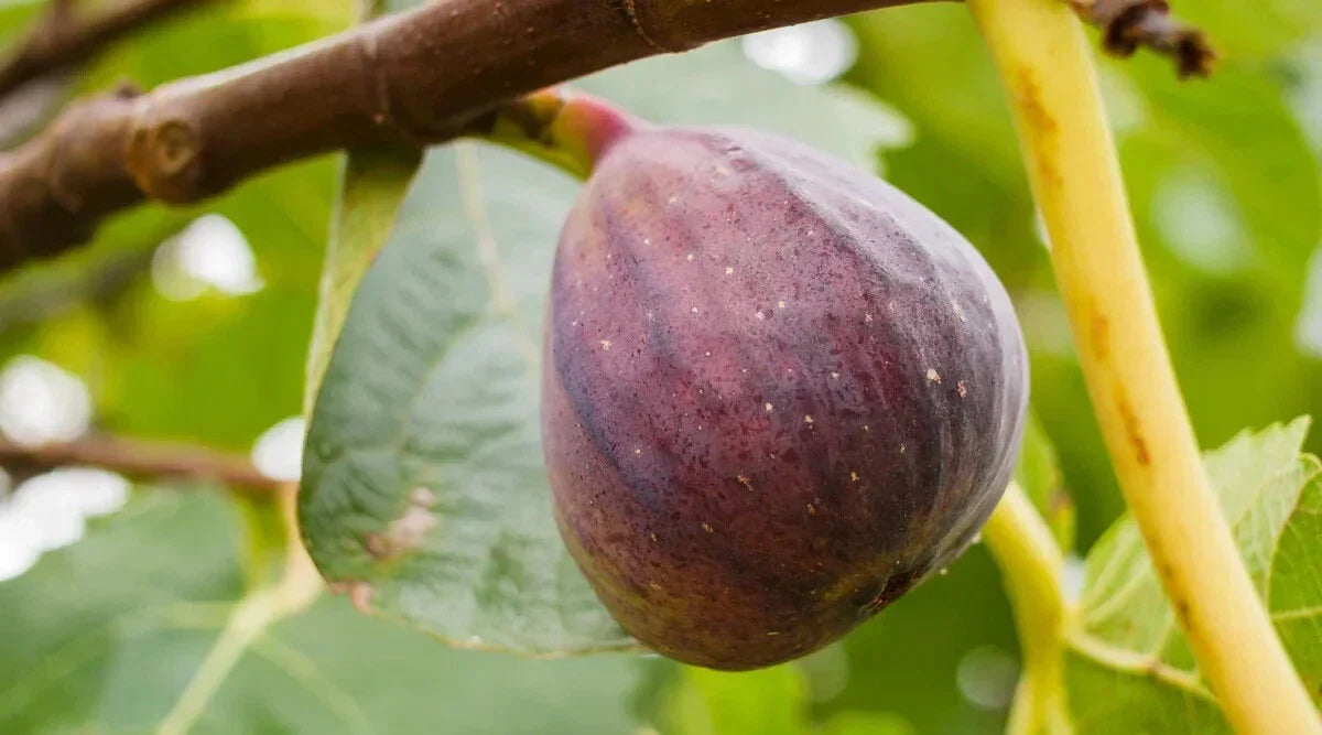 Olympian Fig Seeds - 100+ Pack Ficus carica - USA Grown Garden Seeds
