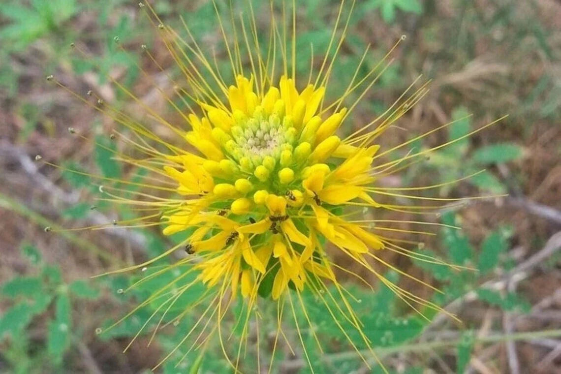 Golden Bee Spider Seeds - 100 Pack Clome Spinosa Perennial for Pollinator Gardens, Vibrant Golden Blooms