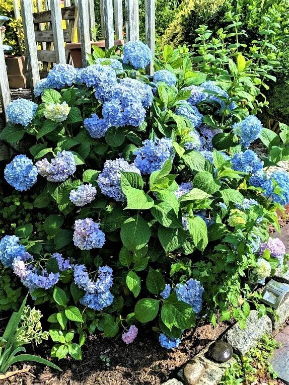Blue Hydrangea Cuttings - 10 Unrooted Hydrangea macrophylla, 8-10 Inches Long, Deciduous Shrub for Garden Propagation