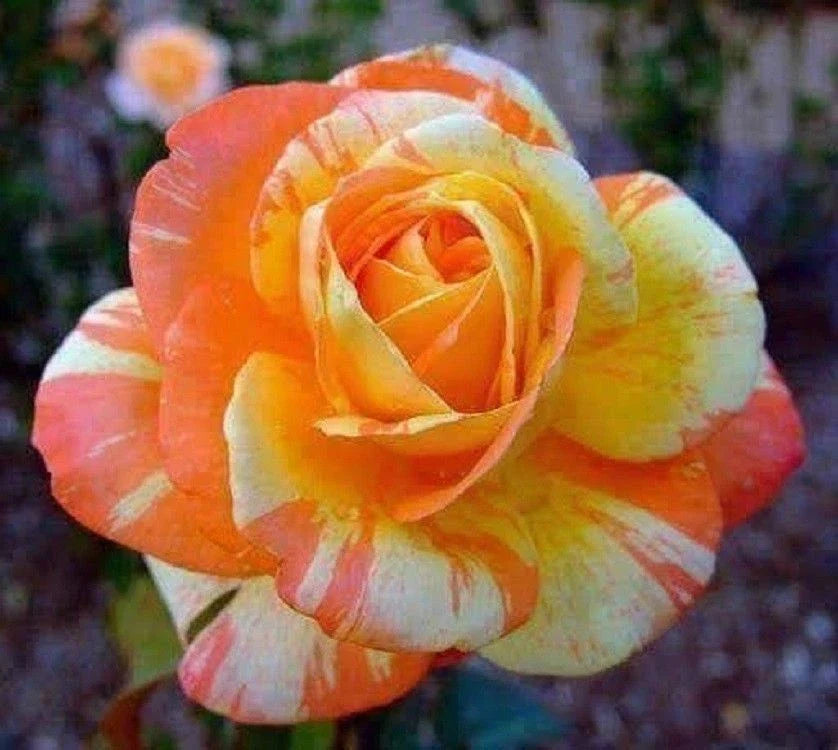 Orange White Rose Seeds – Perennial Flower Seeds for Garden, Borders & Containers – Rosa spp. – 10 Pack