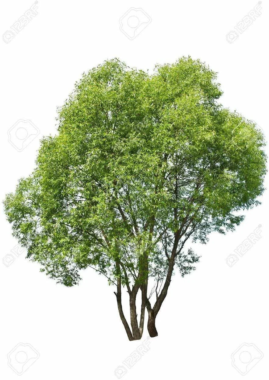 Aussie Hybrid Willow Tree Cuttings - 12 Pieces Fast Growing Privacy Shade Salix spp.