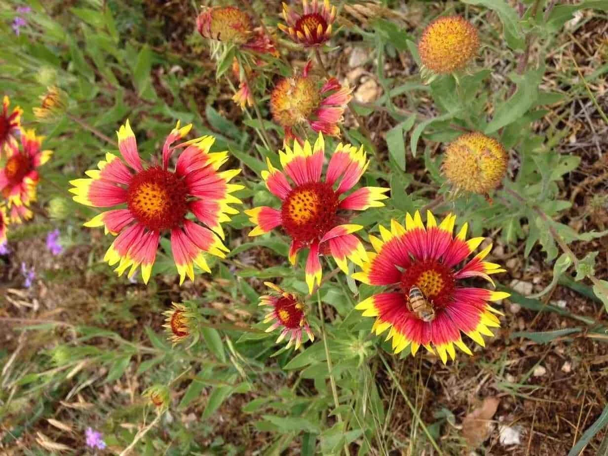 Blanket Flower Seeds - 50+ Gaillardia aristata - Vibrant Drought-Tolerant Wildflower Seeds for Garden, Pollinator Attracting, Made in USA
