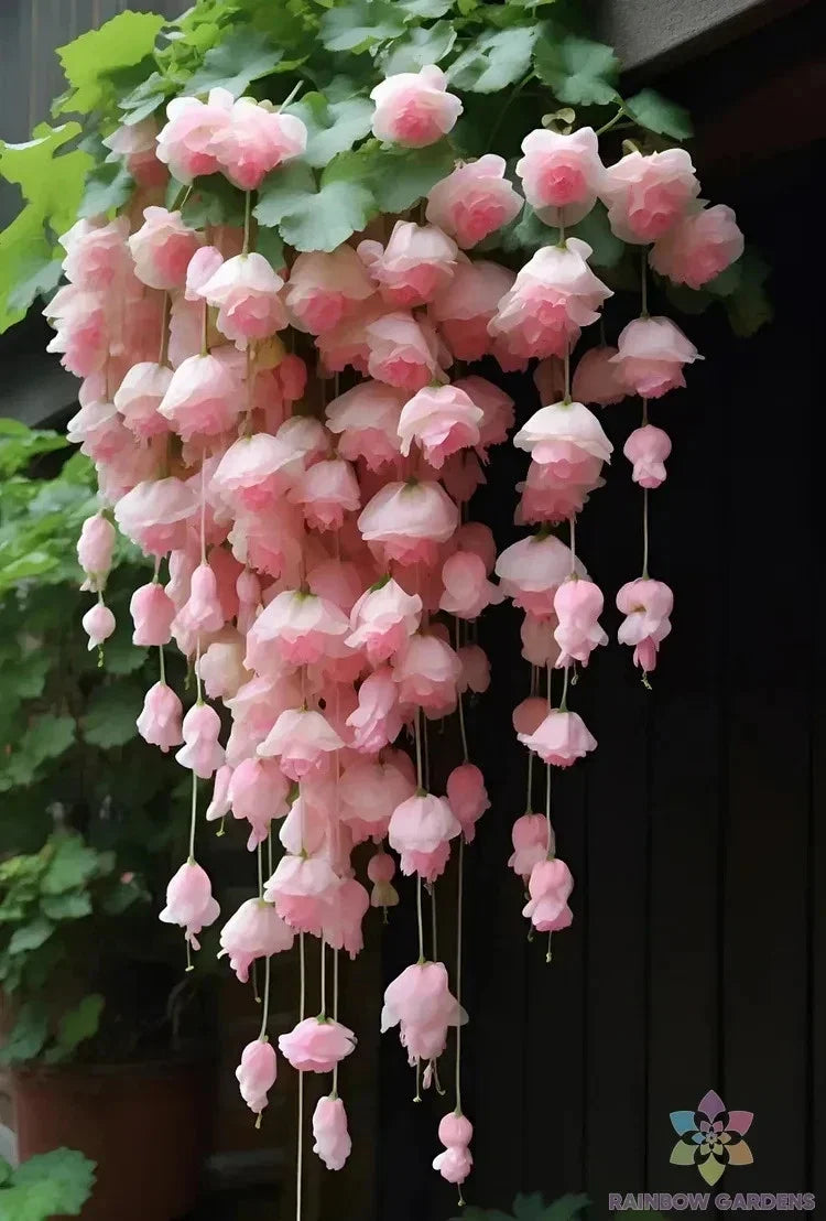 Light Pink Weeping Begonia Seeds for Garden & Containers – Begonia x semperflorens, 25 Pack