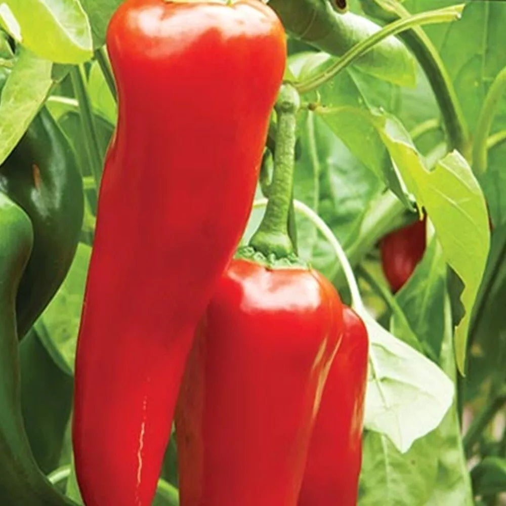 Big Jim Hot Pepper Seeds | Heirloom NON-GMO Capsicum annuum | Fresh Garden Seeds