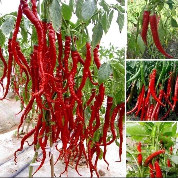 Giant Spicy Red Chili Pepper Seeds – Capsicum Annuum – 30 Pack for Hot Peppers, Fiery Vegetables, Backyard Gardening