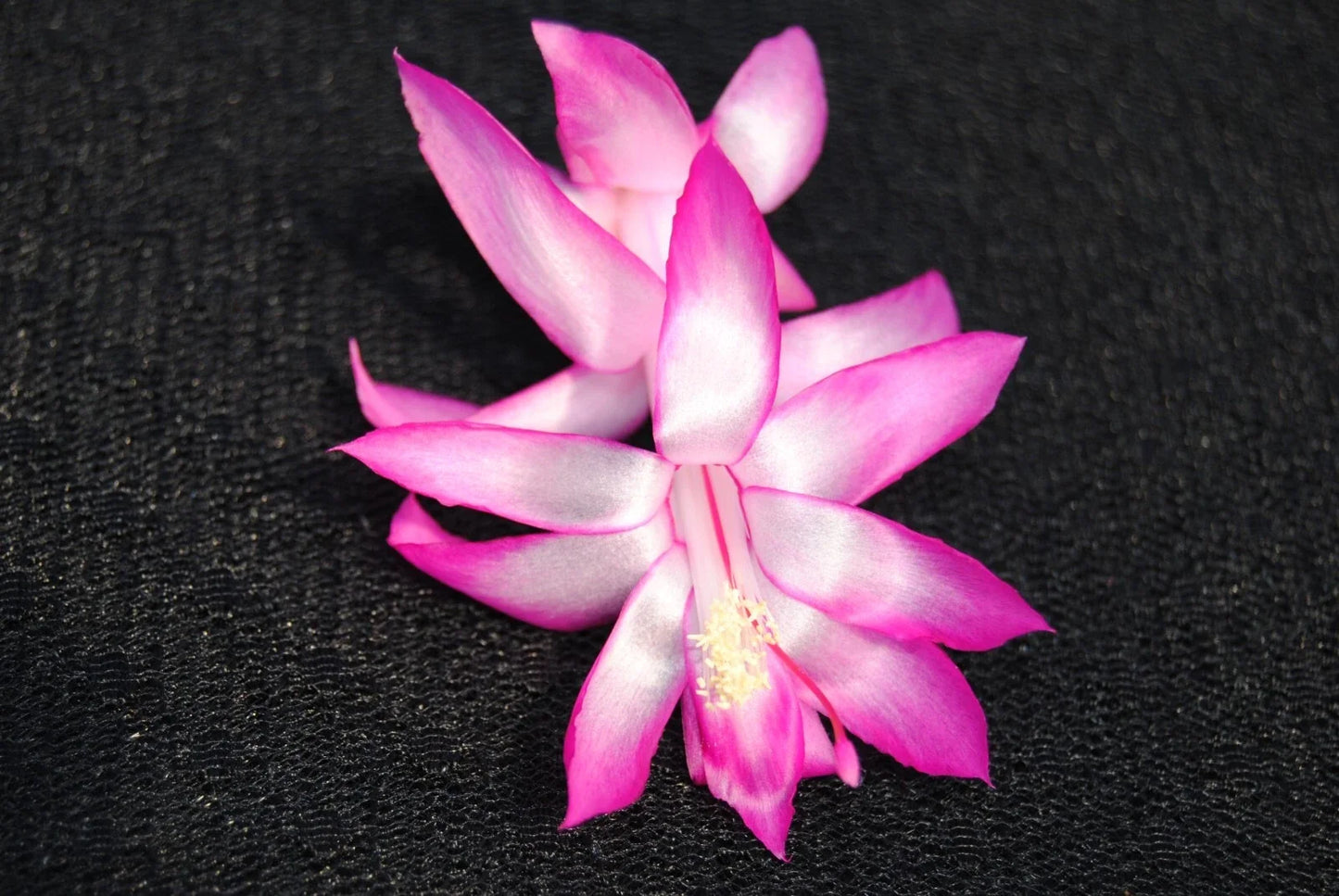 Christmas Cactus Starter Plant - Electra Schlumbergera Truncata - Well-Rooted Small Plant for Home Decor