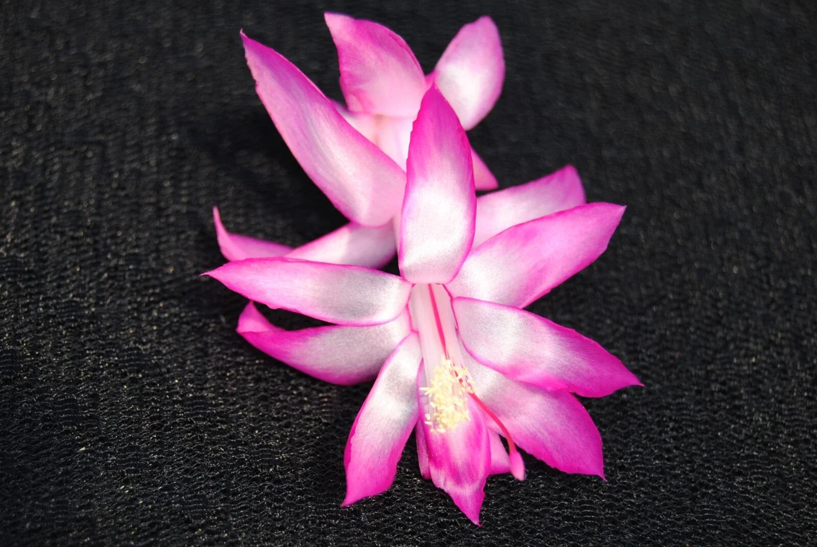 Christmas Cactus Starter Plant - Electra Schlumbergera Truncata - Well-Rooted Small Plant for Home Decor