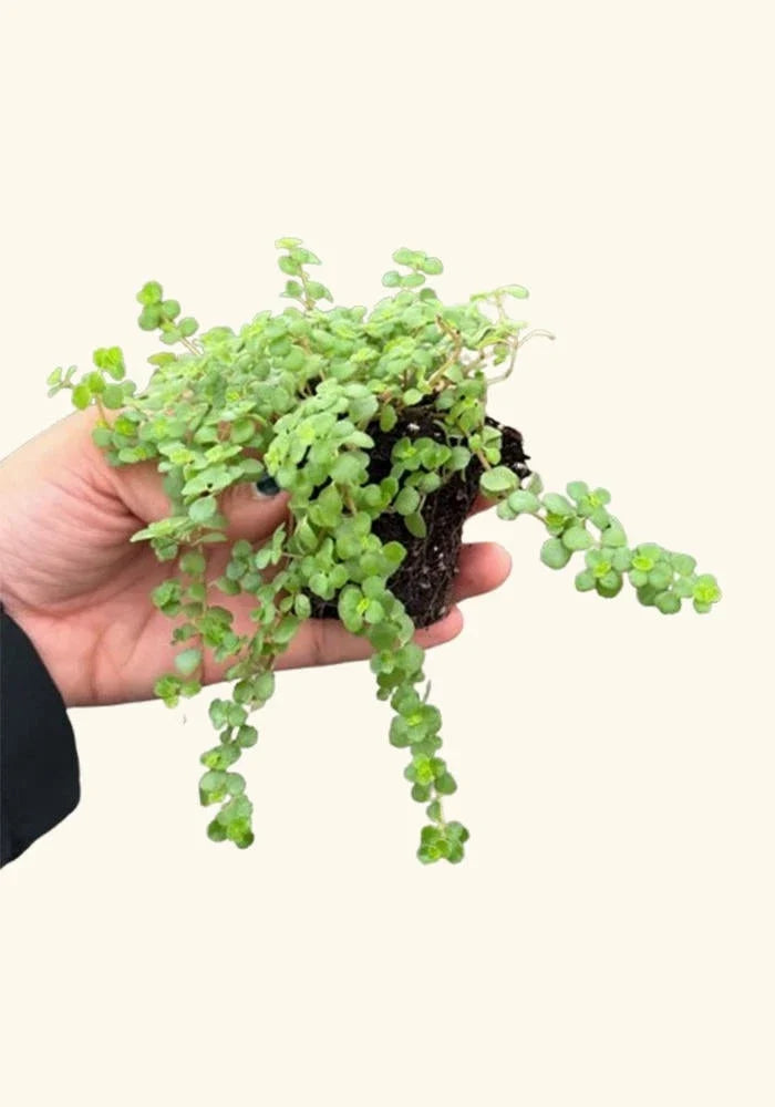 Pilea Tiny Tears Rooted Starter Plant – Low Maintenance Indoor Houseplant – Pilea Peperomioides, Compact, Easy Care