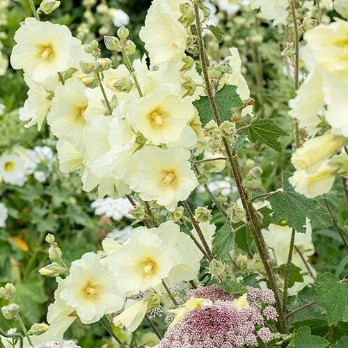 Alcea Rugosa Hollyhock Seeds – Perennial Flower Pack of 25 – Bright Blooms for Gardens & Borders