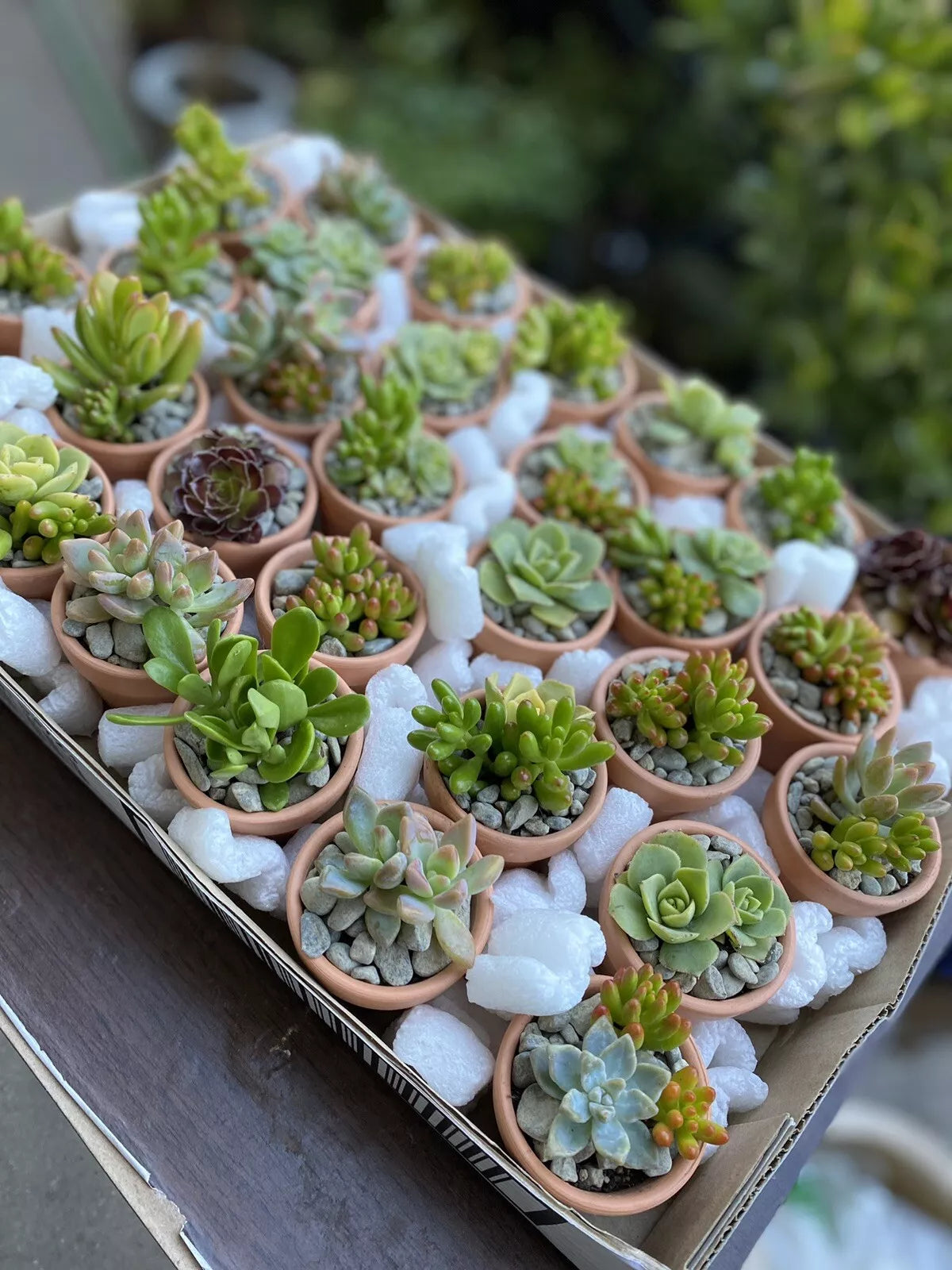 Assorted Succulent Cuttings - 25 Varieties for DIY Arrangements & Party Favors - Succulent Propagation Plants