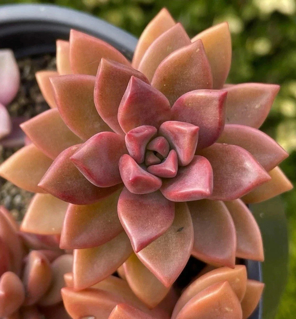 Graptosedum Alpenglow Bronze Succulent 2-Inch Live Plant for Home Decor & Gift - Crassulaceae