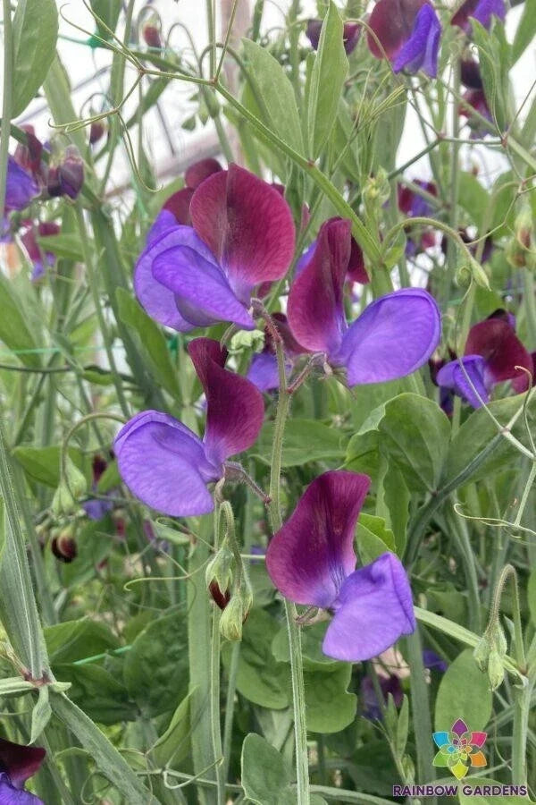 Cedric Morris Sweet Pea Seeds – 50 Pack, Fragrant Climbing Flowers, Lathyrus odoratus, Garden Planting, USA Sourced
