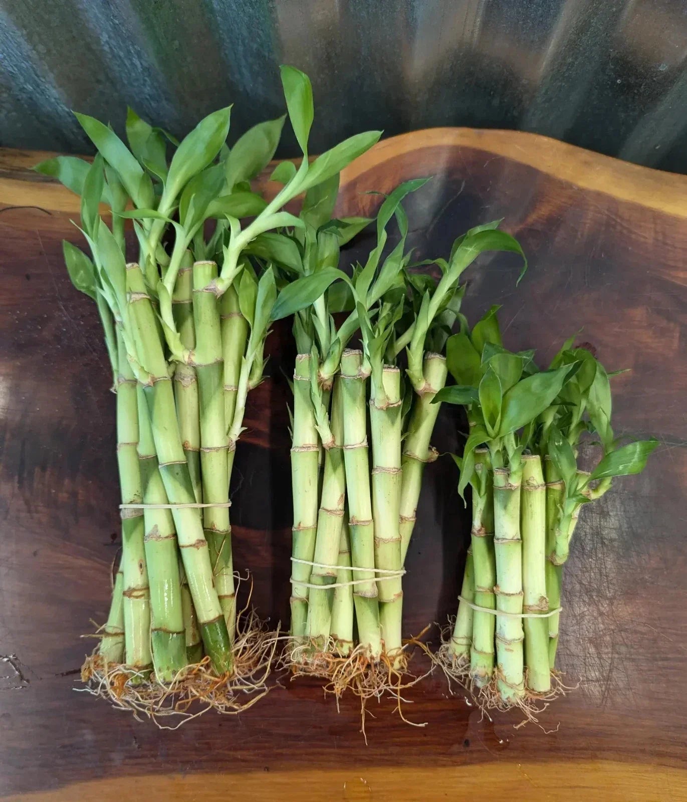 Lucky Bamboo Plants Set of 5 or 10 - 4", 6", 8" Sizes - Easy Care Indoor Dracaena sanderiana