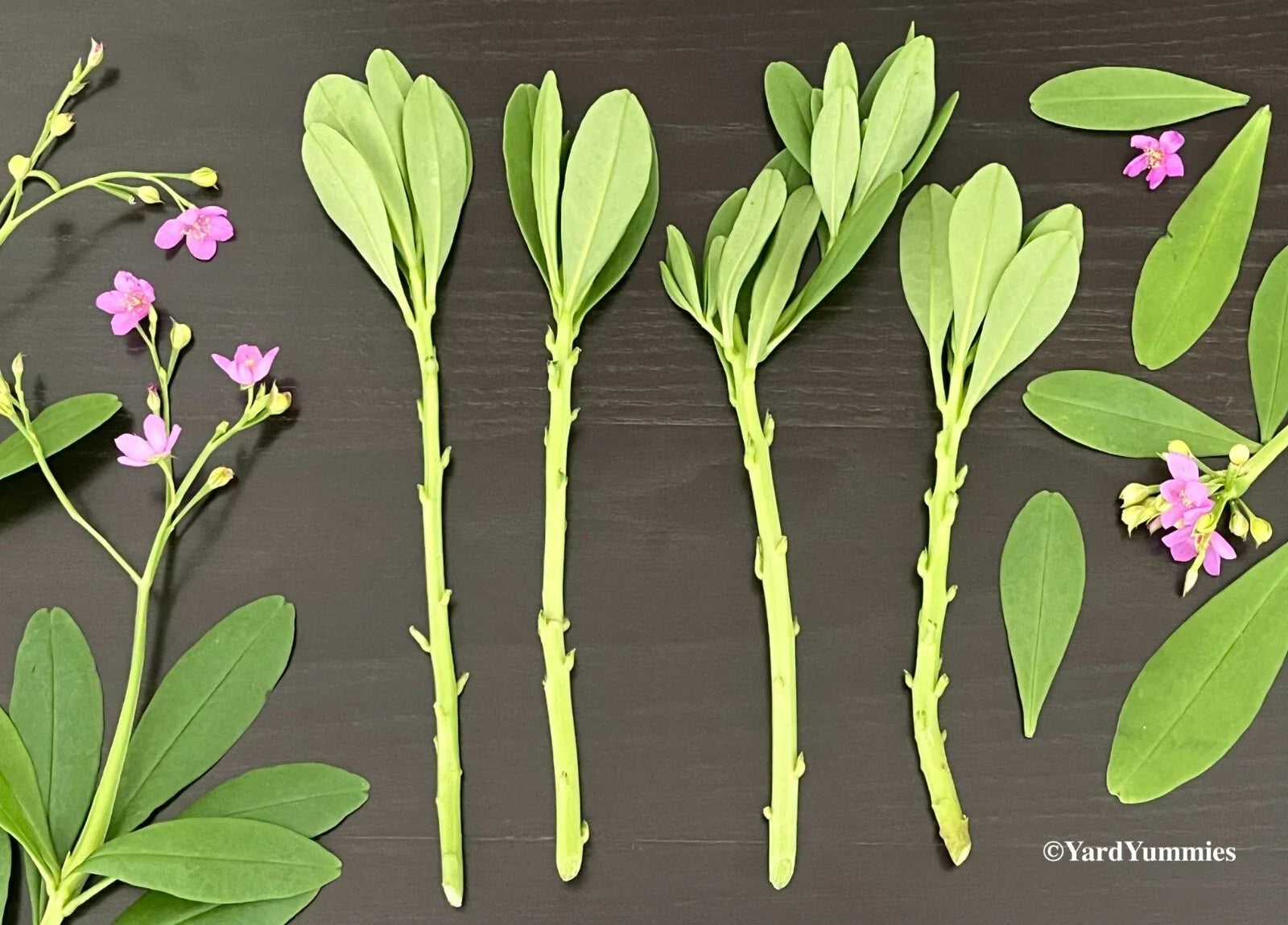 Surinam Spinach Cuttings - Unrooted Waterleaf, Ceylon, Philippine, Florida Efo Gbure - Edible Green, Alternanthera sissoo