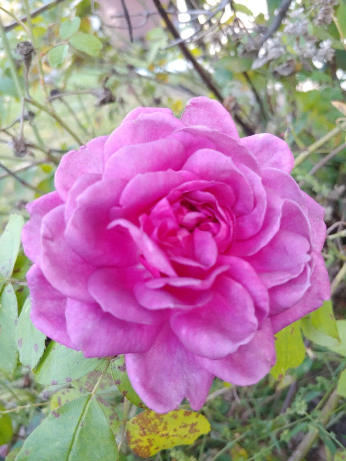 Rose Cuttings 4-6" Lavender Crush Rosa 'Lavender Crush' Fragrant Edible Jelly & Drink