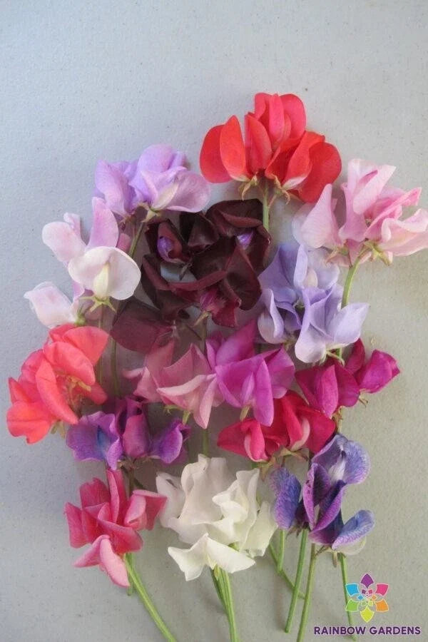 Carnival Parade Sweet Pea Seeds - 50+ Semi-Dwarf Lathyrus odoratus Garden Flowers, Fragrant, Multi-Color Blooms