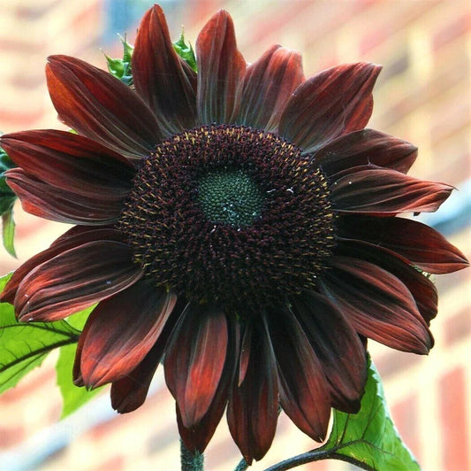 Chocolate Cherry Sunflower Seeds | Dark Red Helianthus annuus Flower Seeds for Garden, Cut Flowers & Pollinator Attracting