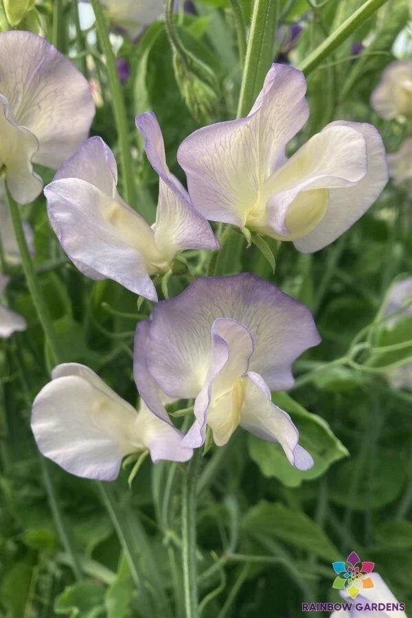 Dragonfly Sweet Pea Seeds - 50 Pack, Fragrant Climbing Vine, Multicolored Blooms, Lathyrus odoratus, Garden Planting, Free Shipping USA