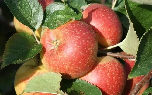 Orleans Reinette Apple Seeds - Heirloom Malus domestica for Garden Planting, 25+ Seeds, USA Grown