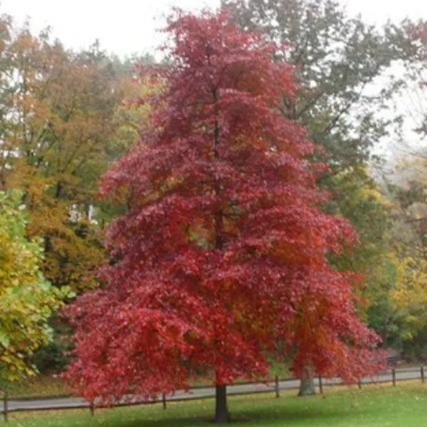 Blackgum Tree Live Plants Set of 2, 16-24 Inches, Nyssa sylvatica, Deciduous Pyramidal Tree, Fall Foliage, Bare Root