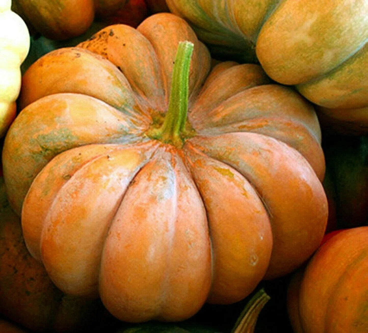 Organic Musquee De Provence Pumpkin Seeds - Heirloom Cucurbita moschata, Vining, Fresh Seed Packet