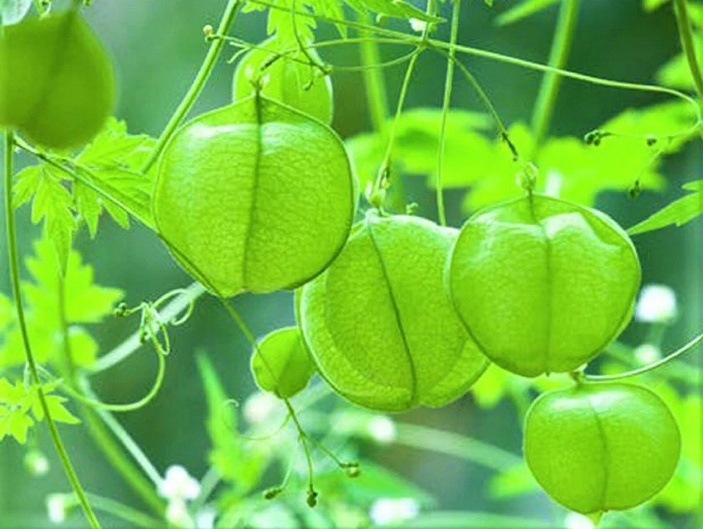 Love in the Puff Seeds - 10 Pack | Cardiospermum halicacabum Edible Plant Seeds