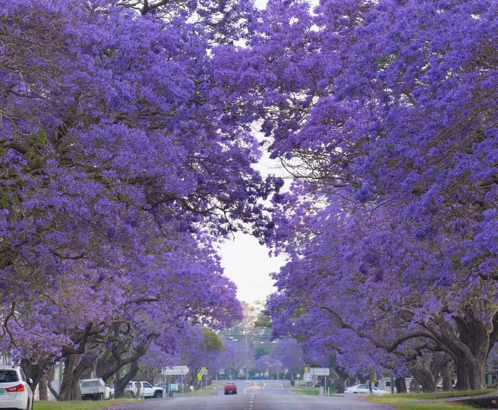 Blue Jacaranda Tree Seeds - 100 Seeds, Vibrant Blue Flowers, Jacaranda mimosifolia, Easy to Grow, Ornamental Garden Tree