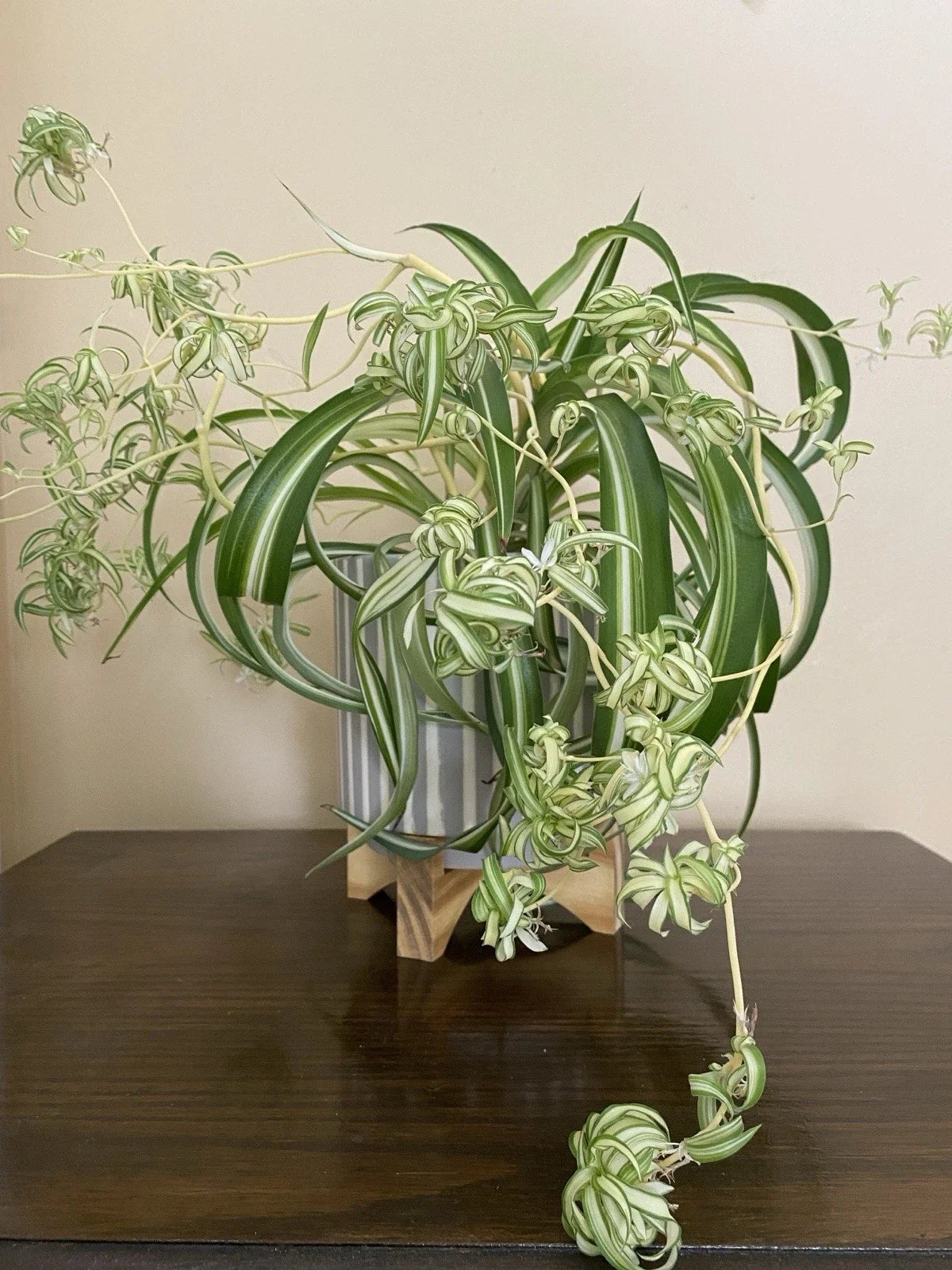 Rare Curly Spider Plant Pups - 3 Rooted Live Cuttings in Water - Chlorophytum comosum 'Bonnie' Indoor Houseplant