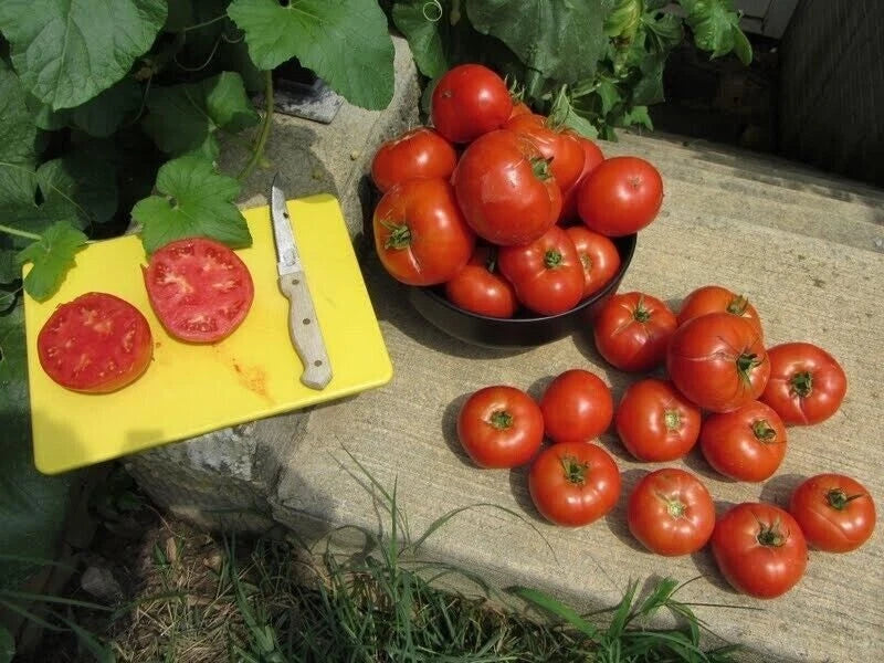 Homestead Tomato Seeds - 120+ Heirloom Non-GMO Drought Resistant Solanum lycopersicum
